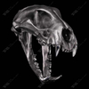 Stainless Steel Tiger Skull Sculpture