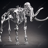 Stainless Steel Elephant Skeleton Sculpture
